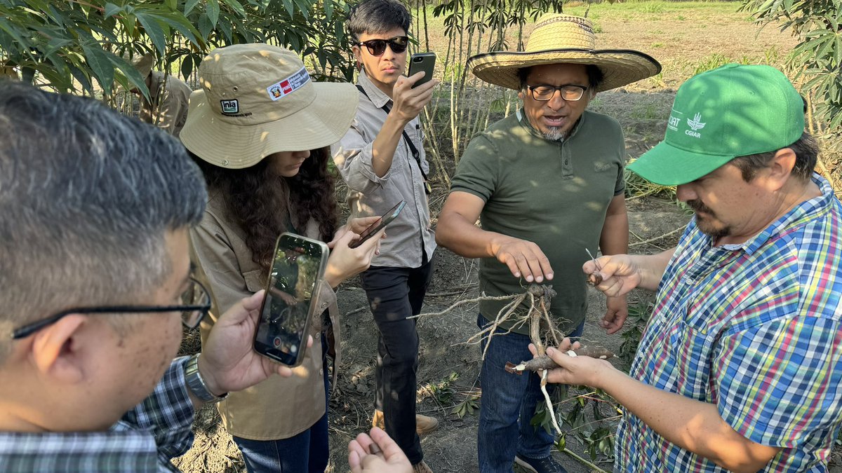 jononewby's tweet photo. How long would #Cassava #Frogskin #Disease (#CFSD) go undetected &amp; unreported if inadvertently introduced to #Asia? Diseases don’t need passports! Important exchange with Thai 🇹🇭 cassava scientists as we continue to better understand this pathogen at @BiovIntCIAT_eng Colombia 🇨🇴 https://t.co/PH4O60ufAh
