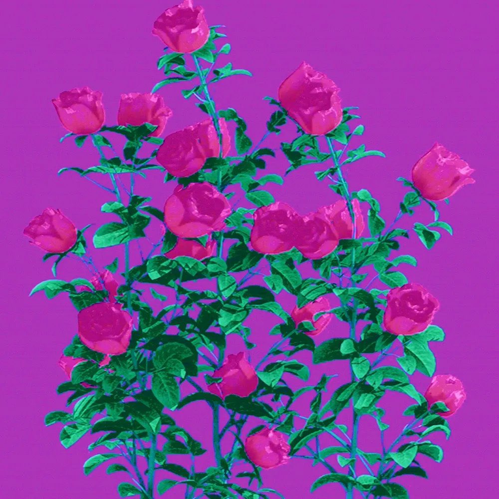westonbetts's tweet image. Some flowers for Valentine’s Day 💐 🥀
“Bitchcoin #05.190” - @SarahMeyohas
“0x5EF” a “WILTEDROSE” - @dhof
“wildflowers_01.xls” - @evbuilds
“made these for your girl” - @lphaCentauriKid