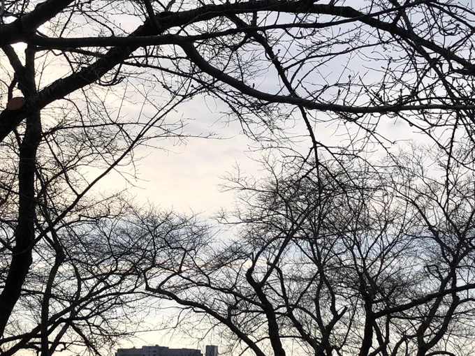 おはようございます今日の予想最高気温は19℃!5月並みの暖かさになりそうですが、夜には雨が降るみたい。帰宅時までは降らないでほしいのですが…。今週の暖かさで桜の蕾も形ができてきたような気がしますね今日もゆるりと。 