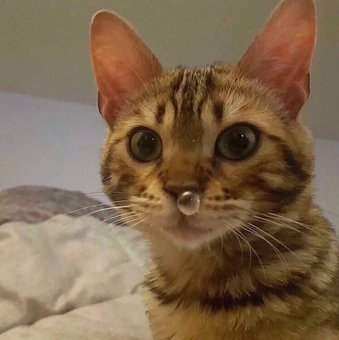 Punch Cat (@punchingcat) on Twitter photo 