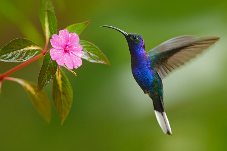 yesjimstheman's tweet photo. Oh Hummingbird! 🤩 https://t.co/gZY6Z8a8tE