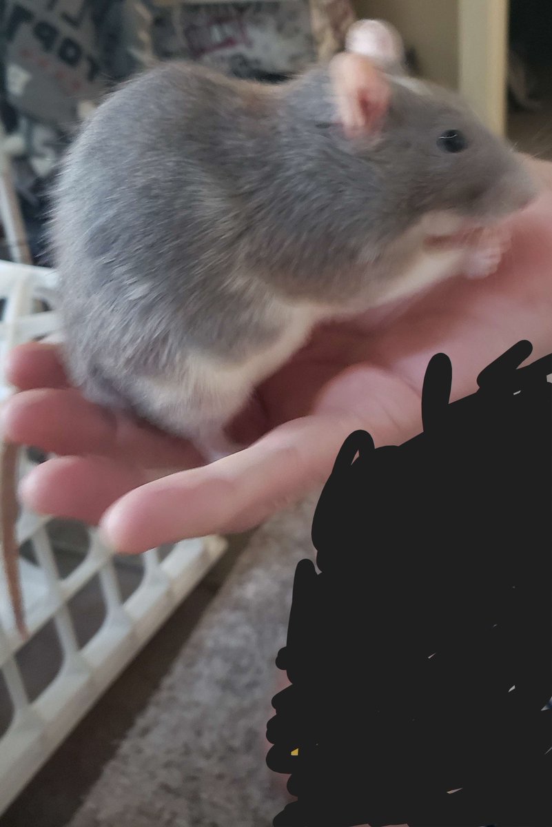 ############## (@sleepyyyroblox) on Twitter photo 