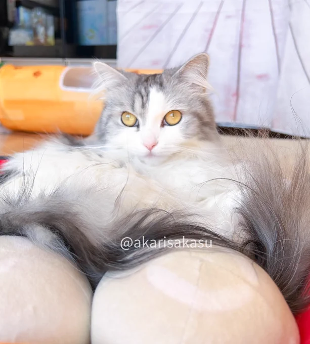 そして隣を見るとうどん(自分の毛)をすすっていたりりちゃん#猫のいる暮らし 