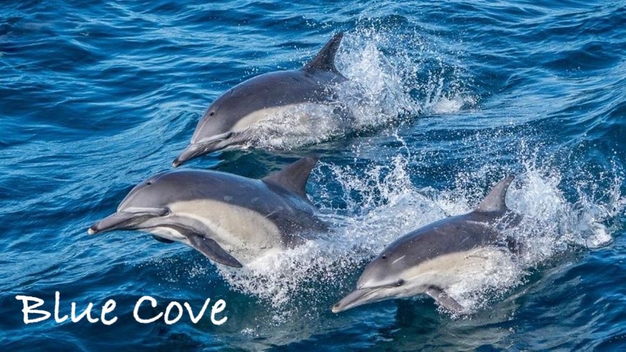 All the boats came back empty-handed.
Blue Cove today💙🐬🐳💙

#和歌山 
#太地
#Taiji
#太地くじらの博物館 
#太地くじら浜海水浴場 
#太地いさな組合 
#太地漁業協同組合 
#イルカ追い込み猟廃止を求める 
#イルカ追い込み猟 
#イルカ追い込み反対 
#イルカトレーナー 
#イルカトレーナーと繋がり