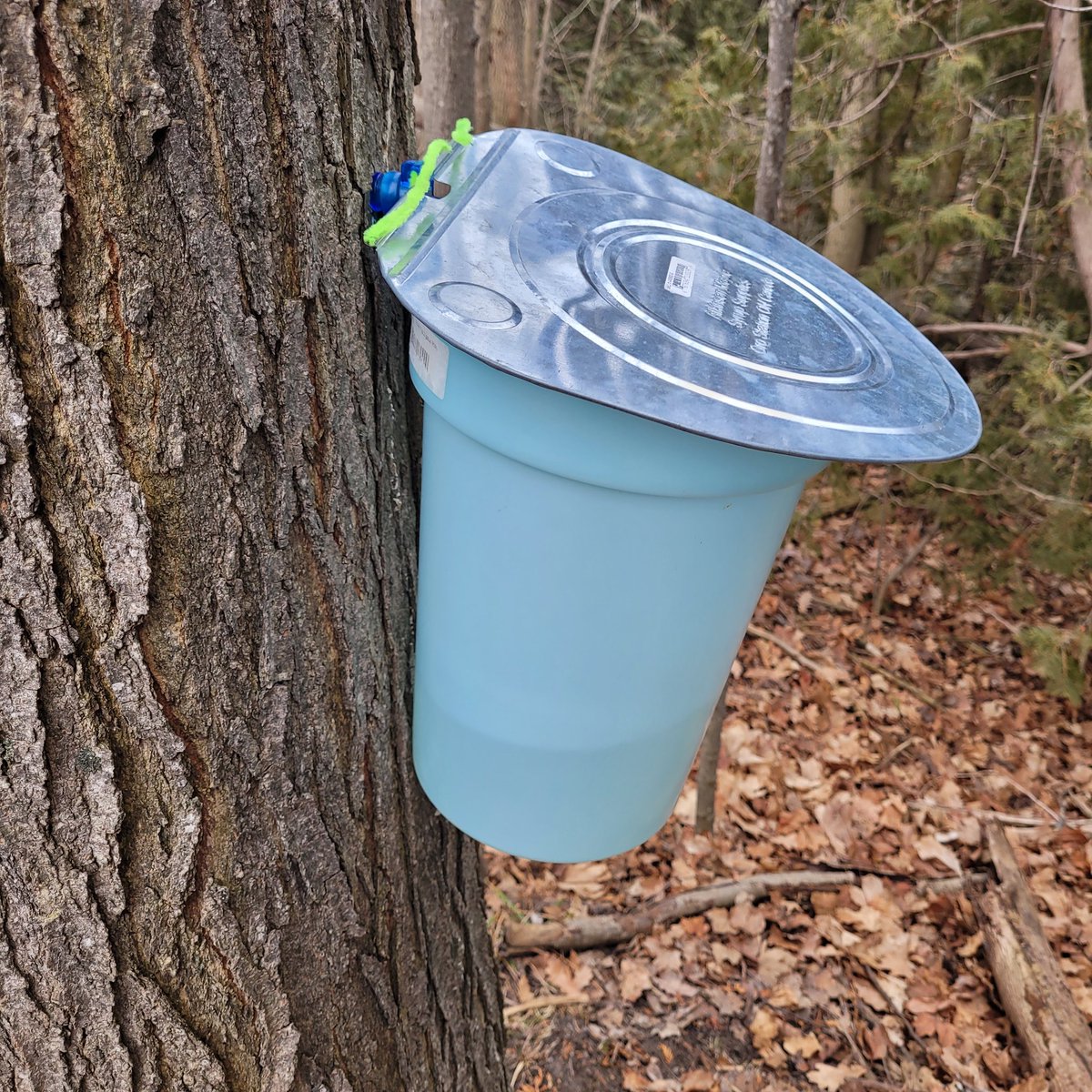 Mr. Dollin AKA Chuck tweet media