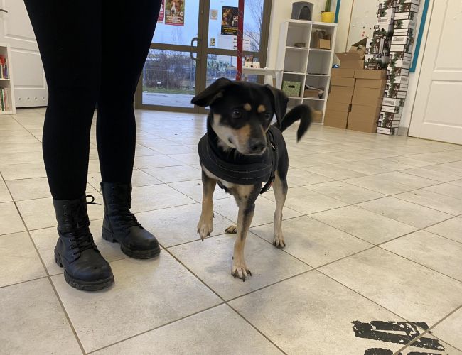 Znaleziono psa, Świdnica
Nr: 54/2023 - Pies z Lubin Data przyjęcia: 2024-02-08, Miejce pochodzenia: Lubin
wieszgdziezwierz.pl/psy/znalezione…
#znalezionopsa #znaleziono #pies #świdnica