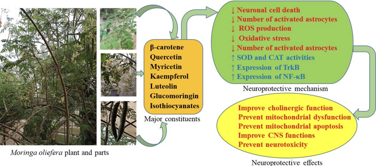 An update on the emerging neuroprotective potential of Moringa oleifera and its prospects in complimentary neurotherapy
sciencedirect.com/science/articl…
