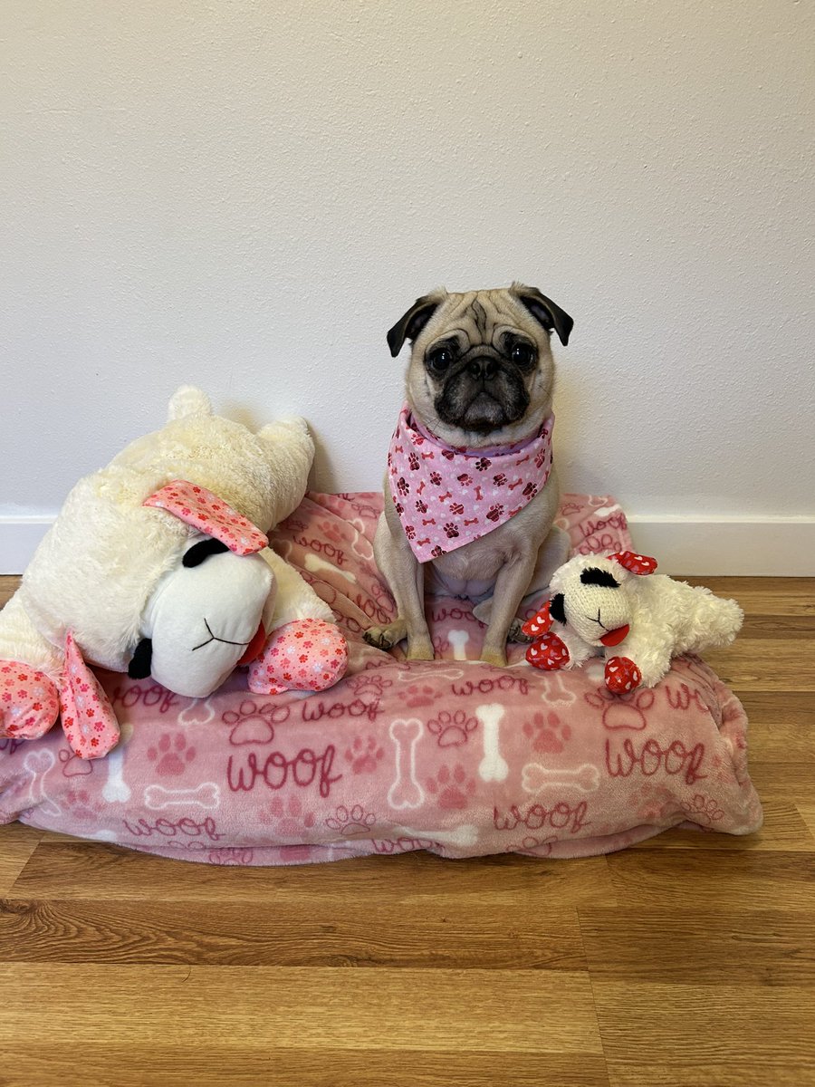 PetuniaMaePug's tweet image. Happy Valentine’s 🩷 Day Pals!  I hope you have had a pawsome  Valentine’s Day. 🐶 Much LOVE 💕 to EVERYONE! 😘 #pugsoftwitter #ValentinesDay #dogsoftwitter #DayofLove #LOVE #Friends