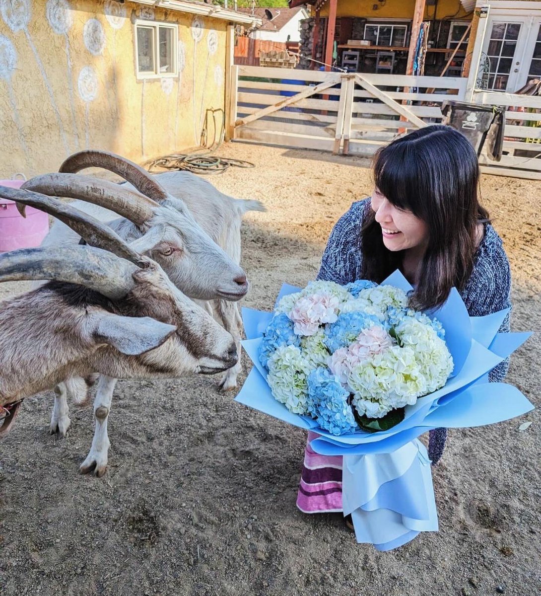 Happy Valentine’s Day! 山羊と紫陽花と私。