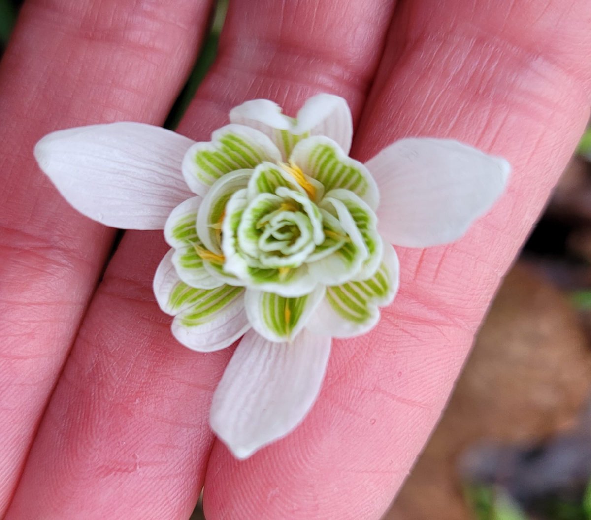 February Ramble & Chat - walk report:
almondvalleynatureaction.blog/2024/02/15/feb…

#nextdoornature #walkinthewoods #biodiversity #climateaction #wildlife #nature #signsofspring #snowdrops