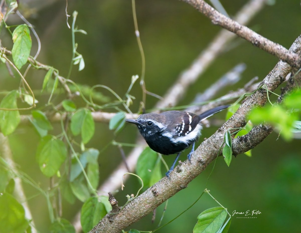 The Northern white-#fringed #antwren is found in #Tobago and the islands off the NW coast of #Trinidad but not the Trinidad mainland. This is the colourfully patterned male. #BonAccord, Tobago.
.
.
.
#birdwatching #wildlife #animals #birdphotography #caribbean #BirdsSeenIn2024