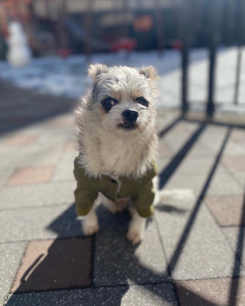 loudgayamerica's tweet photo. Keeping an eye on all this cold. Cold police. Wee woo wee woo. No loitering, cold. #rowsdower https://t.co/p8ZA29qh6M