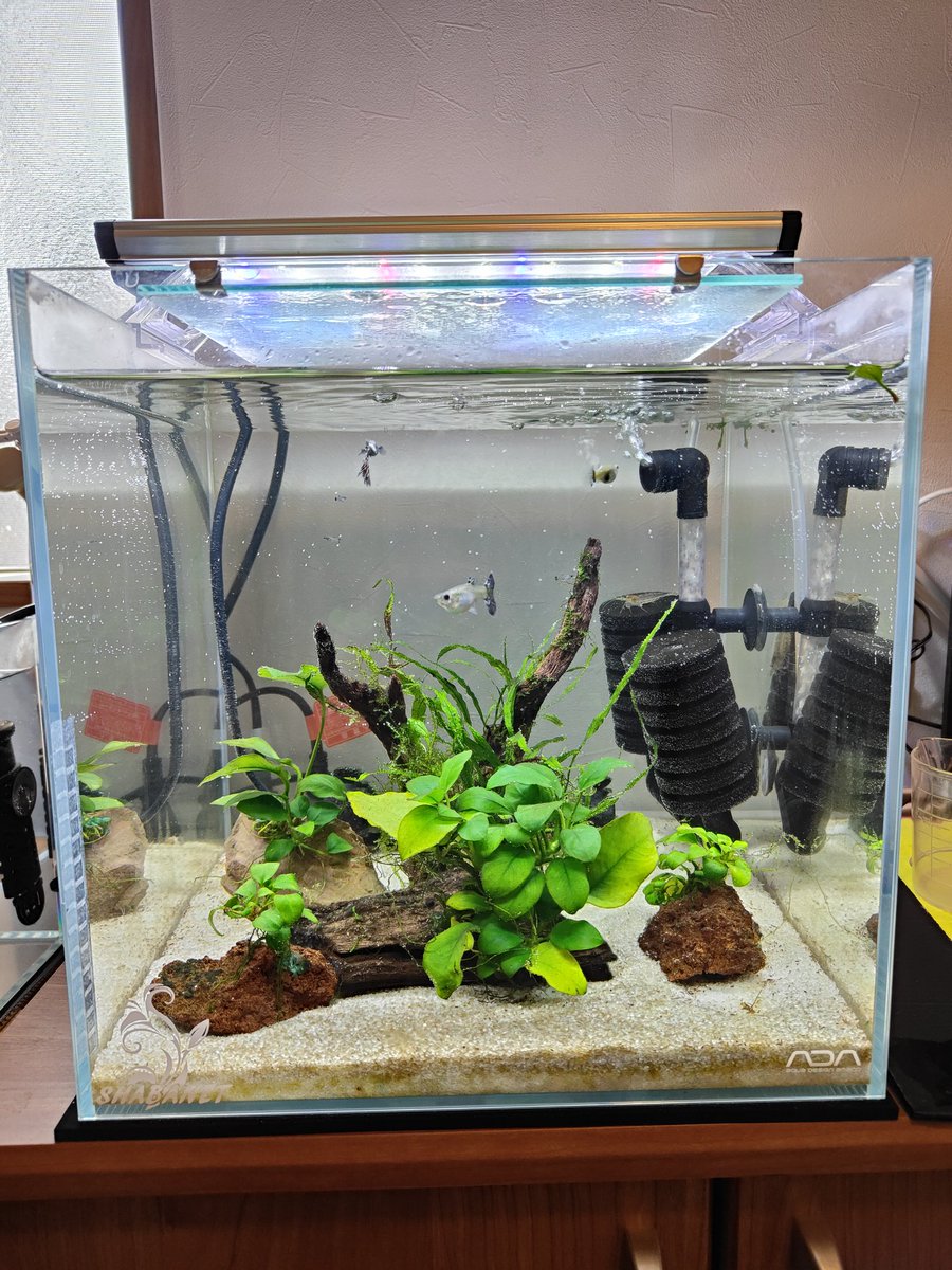 久しぶりの水槽🐠