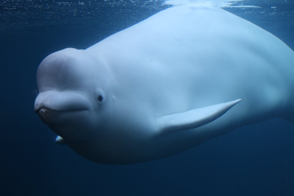 nernst33's tweet photo. Happy #WhaleWeek! Whales are truly amazing creatures, and worthy of protection for future generations to come. Although global whale populations have rebounded since their low point at the height of the whaling industry, that doesn't mean that the fight is over🐳🐳🐳 https://t.co/dnH5o9aZT6