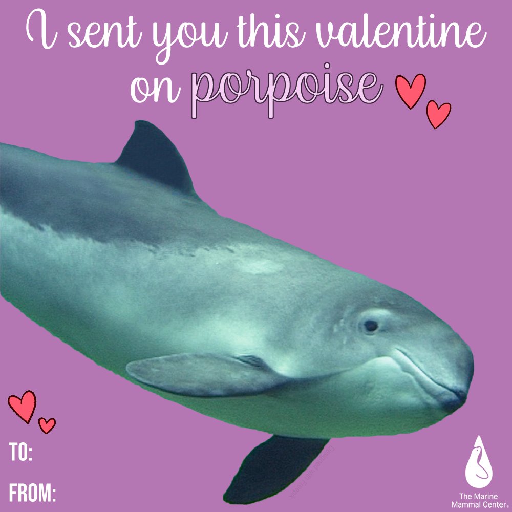 The Marine Mammal Center on X: Happy Valentine's Day! 😘💘 Share these  fin-tastic valentines with someone special in your life 🐬💌 See all six  designs and send a little love to an