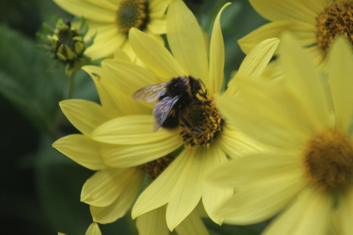 #photography #35mm #nature #flowers #seadahlia #insects #bumblebees #sunshine #autumnlastyear #september2023 #walking #unitedkingdom