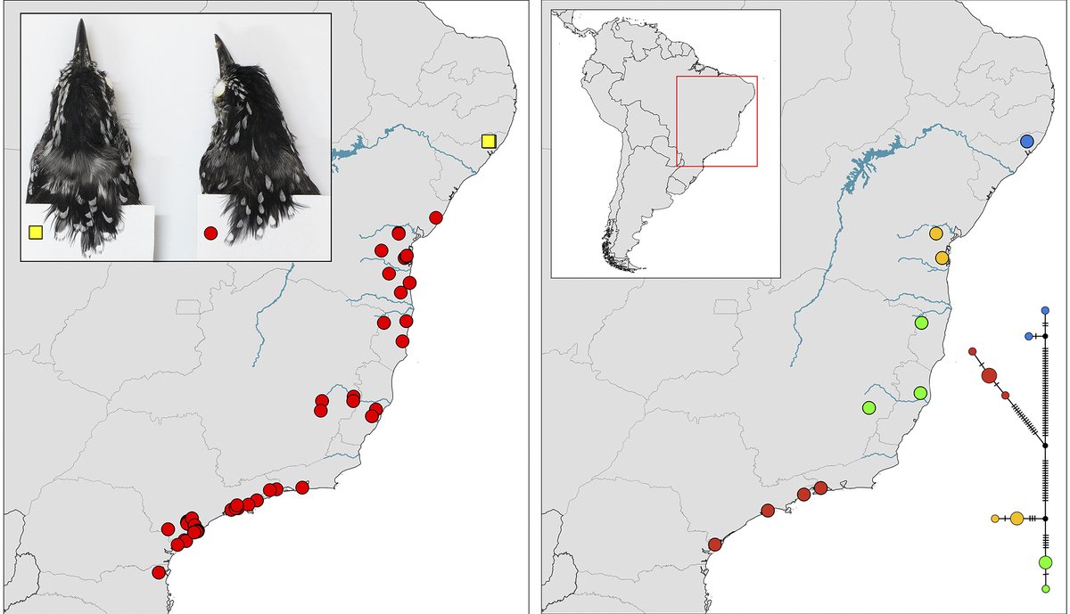 Rafael Lima (@rafaeldlima98) on Twitter photo New Drymophila antbird from the Pernambuco Center of Endemism in northeastern Brazil, already on the brink of extinction. doi.org/10.11646/zoota… <a href="/VQPiacentini/">Vítor Piacentini</a> <a href="/CoelhoMaldonado/">Marcos Maldonado Coelho</a> New Drymophila antbird from the Pernambuco Center of Endemism in northeastern Brazil, already on the brink of extinction. doi.org/10.11646/zoota… <a href="/VQPiacentini/">Vítor Piacentini</a> <a href="/CoelhoMaldonado/">Marcos Maldonado Coelho</a>