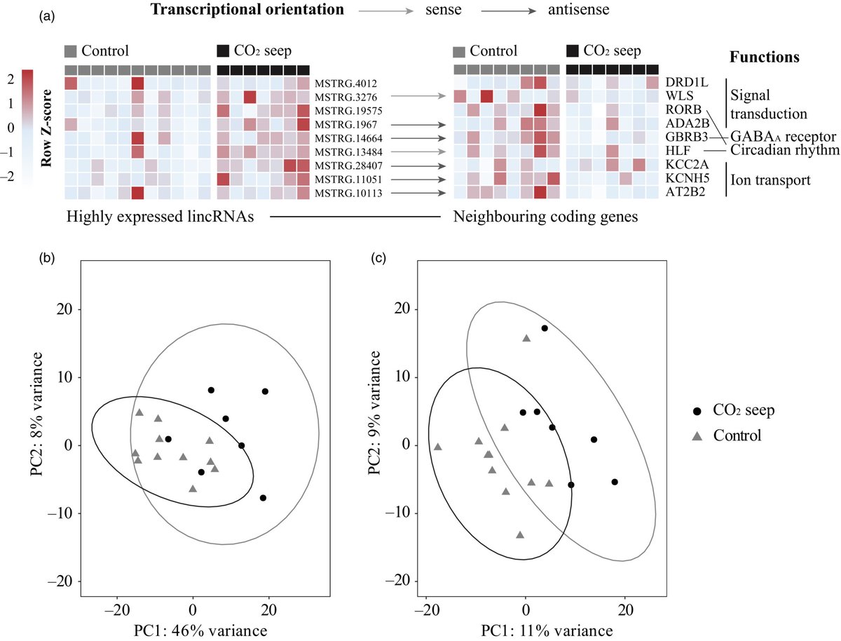 Celia Schunter (@celiaschunter) on Twitter photo #lncRNA seem to play a role in the response of coral reef fish to #oceanacidification!
Check it out: twtr.to/_jJ82
Big lab-collaborative effort: <a href="/KangJingliang/">Kang Jingliang</a> <a href="/arthurcyc/">Arthur Chung</a> <a href="/sneha108ss/">Sneha Suresh</a> <a href="/FishLucre/">Lucrezia Bonzi</a> <a href="/JSourisse/">Dr. Jade M. Sourisse</a> <a href="/SandraR_C/">Sandra Ramirez-Calero</a> <a href="/RomeoDaan/">Daniele</a> <a href="/_cintapq/">Cinta Pegueroles</a> <a href="/SWIMSHKU/">The Swire Institute of Marine Science (SWIMS) HKU</a> <a href="/EvolAppJournal/">Evolutionary Applications</a> #lncRNA seem to play a role in the response of coral reef fish to #oceanacidification!
Check it out: twtr.to/_jJ82
Big lab-collaborative effort: <a href="/KangJingliang/">Kang Jingliang</a> <a href="/arthurcyc/">Arthur Chung</a> <a href="/sneha108ss/">Sneha Suresh</a> <a href="/FishLucre/">Lucrezia Bonzi</a> <a href="/JSourisse/">Dr. Jade M. Sourisse</a> <a href="/SandraR_C/">Sandra Ramirez-Calero</a> <a href="/RomeoDaan/">Daniele</a> <a href="/_cintapq/">Cinta Pegueroles</a> <a href="/SWIMSHKU/">The Swire Institute of Marine Science (SWIMS) HKU</a> <a href="/EvolAppJournal/">Evolutionary Applications</a>