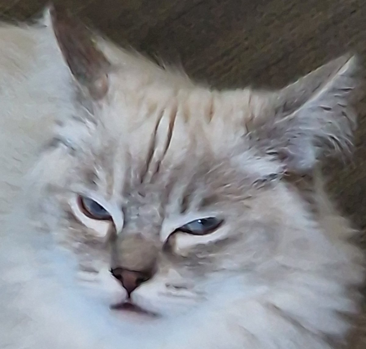 Wolfabelle tweet media