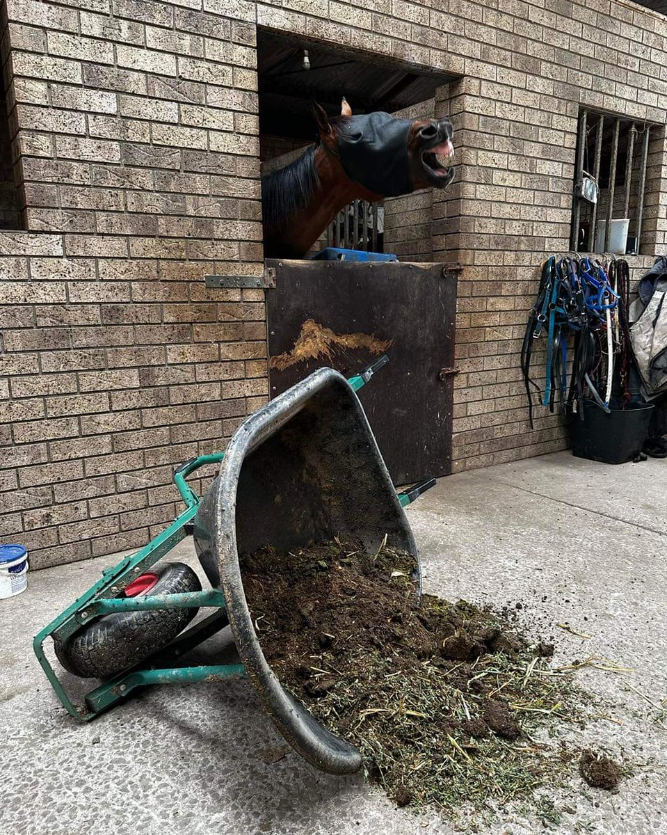 There is never a dull moment at the stables, especially when Freddy likes to tip the barrow over and leave it for the staff to pick up 😆