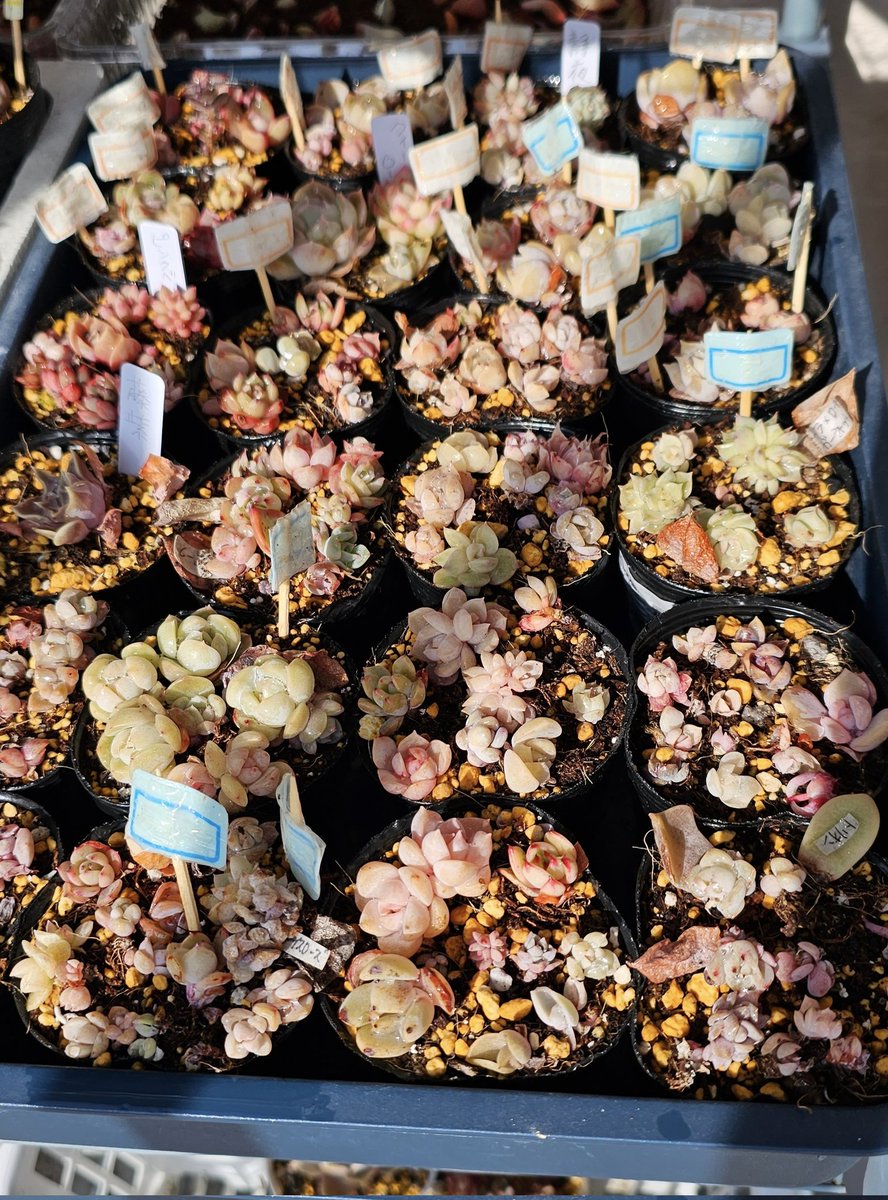 今日は春の陽気で暑いぐらい💦
ビニールハウス撤去して、みんなカラカラになってるから水やりした。
カンテさん何とか生きてる✨
そして頑張って仕分けして名前付けた葉挿し達のネームがほぼ消えてる🤣
さ、最悪だ😭