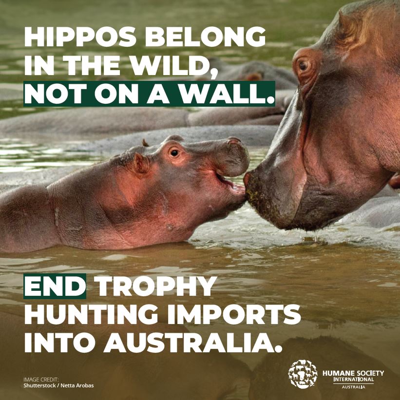 Hippos need your help!🦛
This World Hippo Day tell federal environment Minister <a href="/tanya_plibersek/">Tanya Plibersek</a>  that our national nature laws should protect hippos by banning the import of hunting trophies. hsi.org.au/international-…