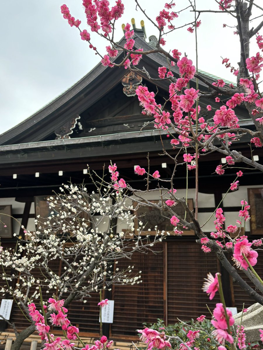 「梅が綺麗だった(大阪天満宮) 」|みみこぽっぽのイラスト