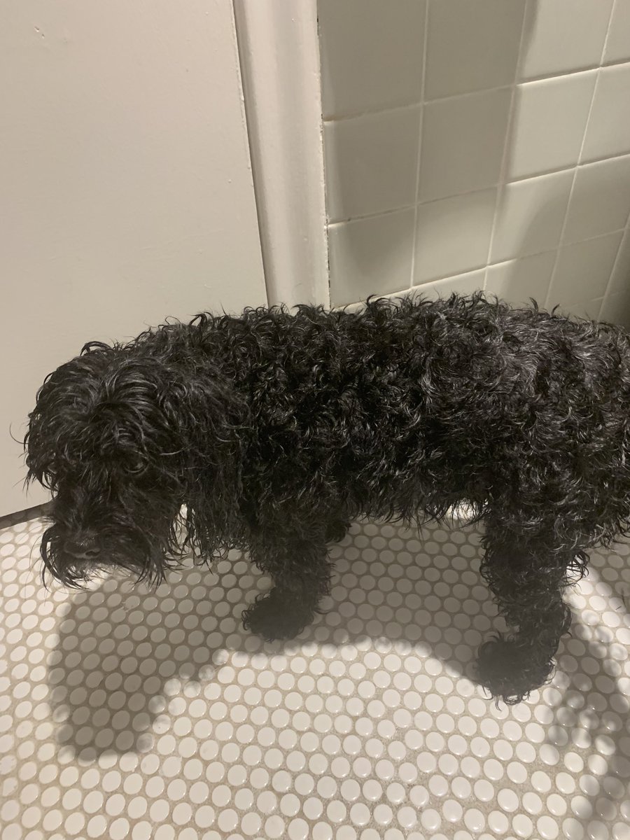 IceDragon1969's tweet photo. @DannyDeraney @Crosbydoggy Someone got a bath and someone is not too happy about it either…
#cococlean #doggywednesday https://t.co/RnJIfVfKBE
