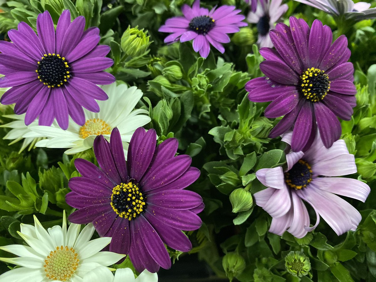 #Osteospermum_ecklonis #Dimorfoteca