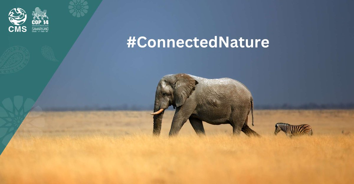 BonnConvention's tweet photo. 📢PRESS RELEASE: A major new global initiative to protect and connect natural areas was launched at the UN wildlife conservation conference #CMSCOP14.

The new Global Partnership on Ecological Connectivity (GPEC) aims at ensuring a #ConnectedNature.

https://t.co/YUY07Xht1Q https://t.co/VqbR9KxUmO