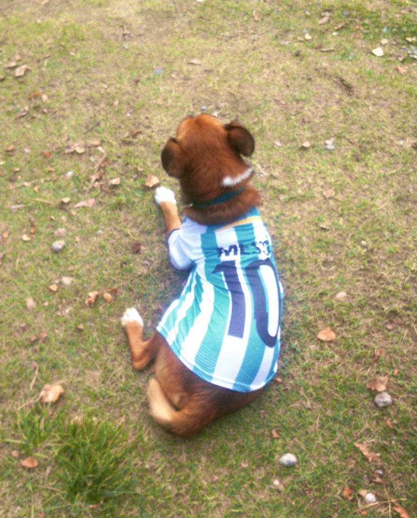 Tuit homenaje a quien fue mi mejor amigo de mi infancia adolescencia y adultez, con vos se va una parte grande de mi corazón .hoy se murió un miembro de mi familia
Gran perro pero mucho mejor persona .
Te amo toby te voy a extrañar mucho