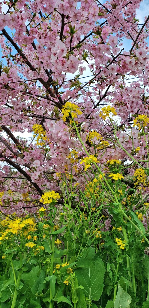 tetora607's tweet photo. 河津桜🌸 https://t.co/UWGjtCu5ax