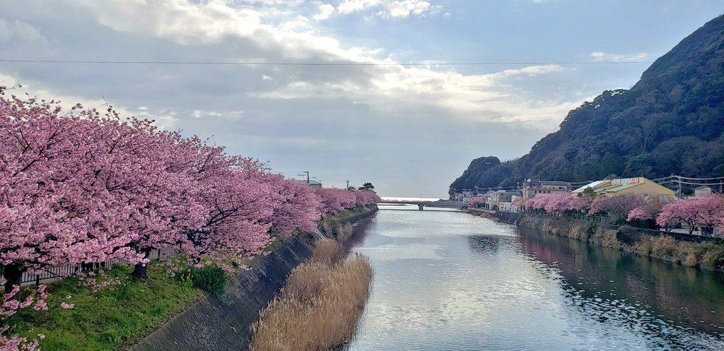 tetora607's tweet photo. 河津桜🌸 https://t.co/UWGjtCu5ax