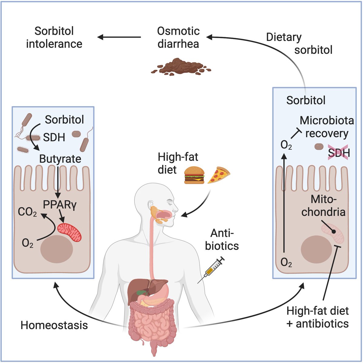 Treatment of sorbitol intolerance is limited to dietary interventions (i.e., a #lowFODMAP diet)

By elucidating the underlying cause of sorbitol intolerance, this article establishes completely new starting points for diagnosis, treatment, and prevention.

cell.com/cell/fulltext/…