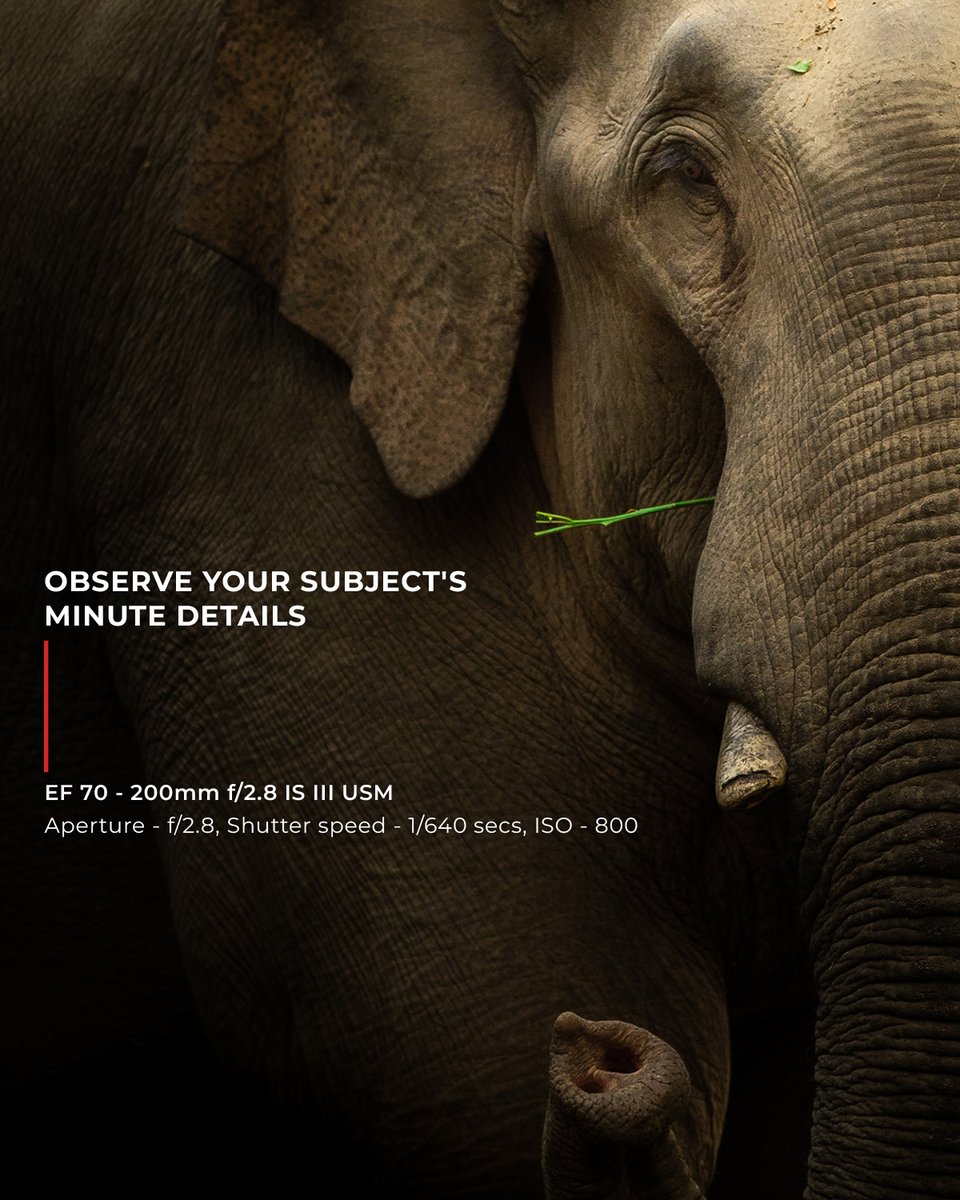 Canon_India's tweet photo. Here's your ultimate hacks to snap your wildest moments in the animal kingdom. 📷📷
📷 clicked by EOS Explorer Swaroop Singha Roy
#CanonIndia #ClickwithCanon #CANwithCanon #CanonClicks #EOSExplorer #Wildlife #Nature #WildlifePhotography #CanonPhotography #DeligtingYouAlways https://t.co/waVIDDR3rQ