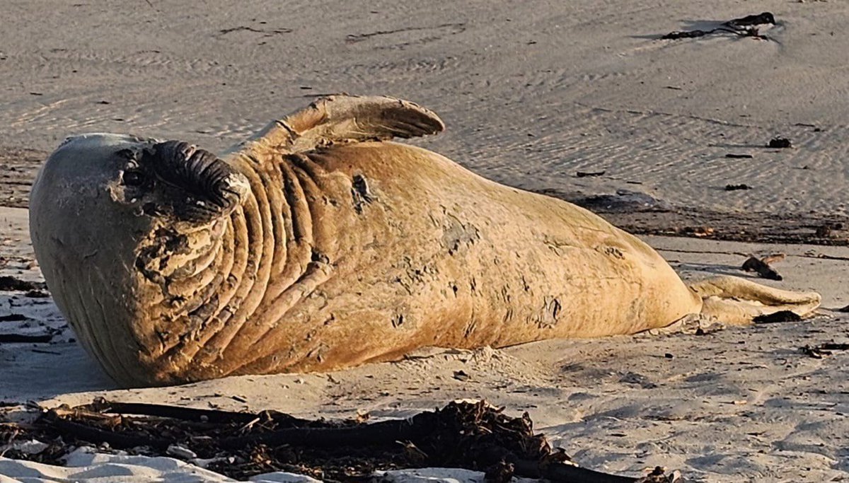 We have a celebrity visiting Onrus Beach! Buffel is a southern elephant seal who came ashore to molt. Read our blog here: hermanusonline.mobi/buffel-comes-h…