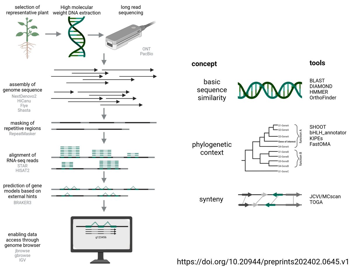 Here is a summary of tools we use in our plant genomics projects <a href="/PuckerLab/">Plant Biotechnology and Bioinformatics</a> <a href="/tuBraunschweig/">TU Braunschweig</a>:
doi.org/10.20944/prepr…
Please comment if you favorite tool is missing!