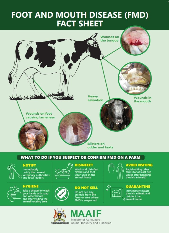 MAAIF_Uganda's tweet image. One of the key messages in the #FMDControlUG fact sheet (one of the information materials in distribution) highlights "what farmers should do if they suspect or confirm FMD on a farm."