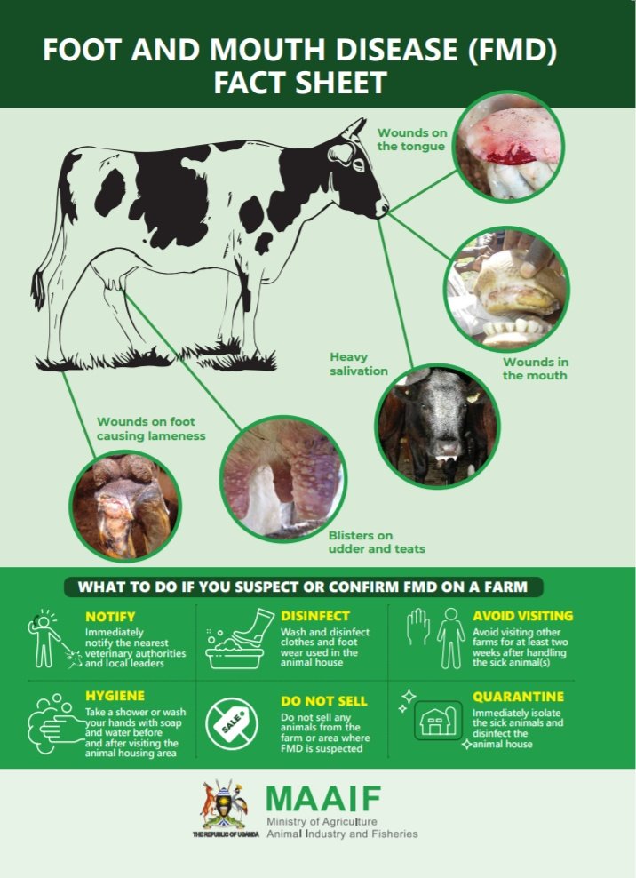 MAAIF_Uganda's tweet image. The Ministry, through the Directorate of Animal Resources and District Veterinary Officers and District leaders, is calling upon farmers to 

1/6: Immediately notify the nearest veterinary authorities and local leaders 

#FMDControlUG