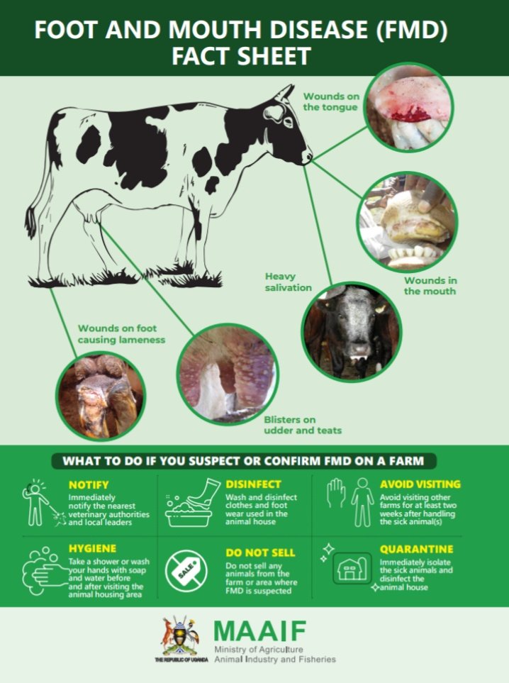 MAAIF_Uganda's tweet image. 2/6: On hygiene. Take a shower or wash hands with soap and water before and after visiting animal housing area.

#FMDControlUG