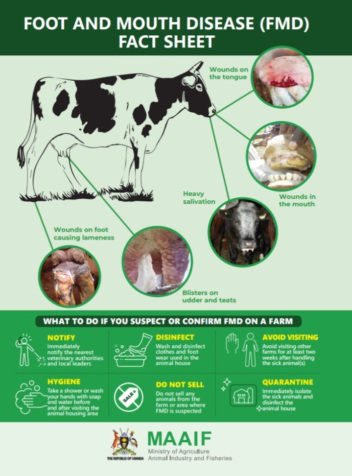 MAAIF_Uganda's tweet image. 6/6: Immediately isolate the sick Animal(s) and disinfect the animal house(s) where they are found.

#FMDControlUG