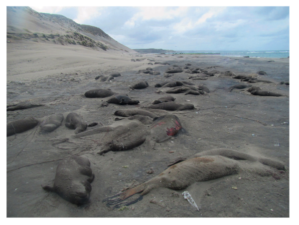 DuckSwabber's tweet photo. Re-reading the case report of Elephant Seal mortality in Argentina. Pup mortality reached 96%, estimated that 17,400 likely died. Substantial decline in adults recorded as well - females may have left when pups died.
👉https://t.co/2dRwoWu2fp https://t.co/FyYj0vZoh5