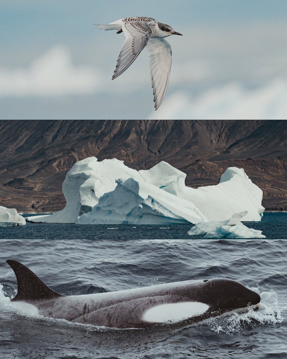 stephenkortzman's tweet photo. Stepping onto Earth’s iciest stage one year ago today - Antarctica stole my heart on Valentine's Day. Still frozen in awe after witnessing nature’s silent struggle and the delicate balance of ice and life in Antarctica. 🇦🇶 #Antarctica https://t.co/l098w8se74