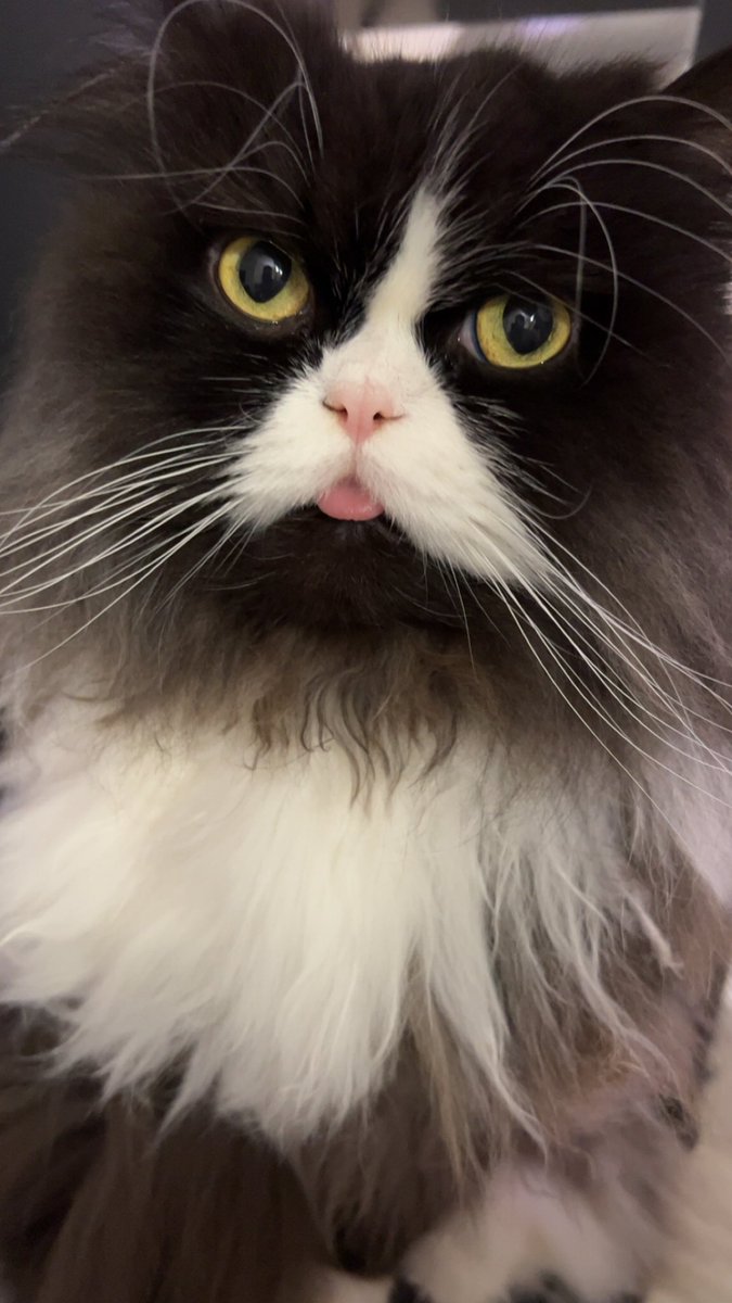 Top_Bush's tweet photo. This guy loves Mlemsday https://t.co/1BCOyocxGt
