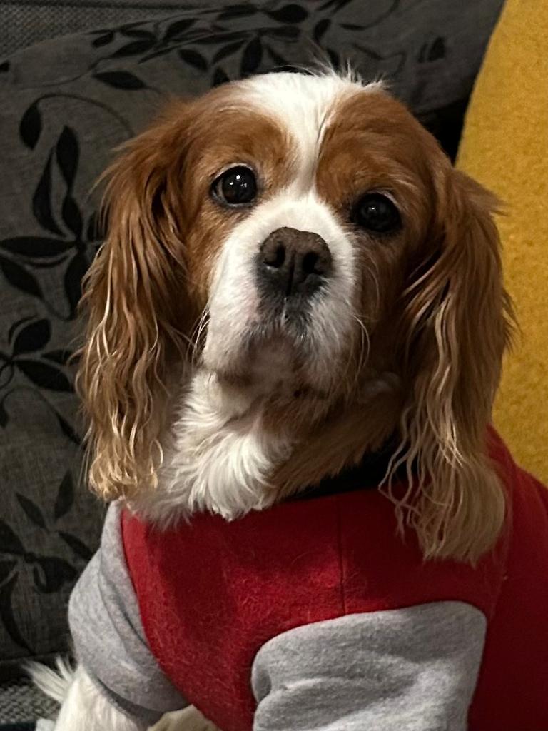RipaltheRabbit's tweet photo. Farewell, Frankie. This incredible pup graced our lives for the latter half of her 9-year journey. Despite her puppy mill past, her capacity to love was boundless. We're grateful for the precious moments we shared. Frankie, your memory lives on. 💔🌈  #ForeverMissed https://t.co/JHsbGNxZuj