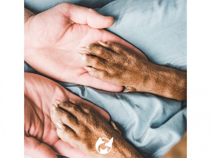 luxurylifestyle's tweet image. The Most (And Least) Dog-Friendly States in the US in 2023 luxurylifestyle.com/headlines/the-… #pets #petactivities #petcare #luxurypets