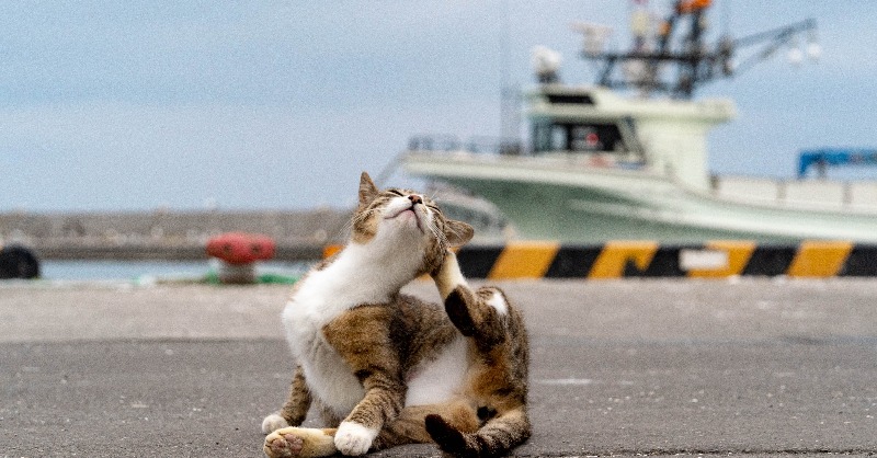 BS7ch_PR's tweet photo. 今日🐱2月22日(木)は
\#BSキャッ東 猫の日2024/
今年も猫まみれな編成🐾
12時56分 #うちのコ知りませんか?
14時56分 #港猫
15時30分 #るるるルーム
15時55分 #レンタネコ
18時 #ネコにゃん
18時58分 #オールねこ感謝祭
19時52分 #LESSONSFROMCATS
19時58分 #ネコにゃん
21時 #猫の幸せ私の幸せ