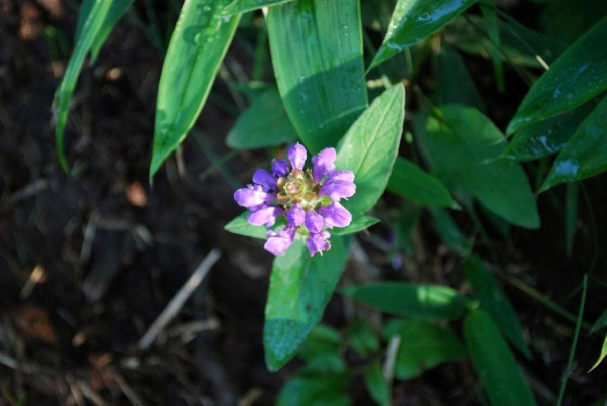 EVERGREEN tweet media