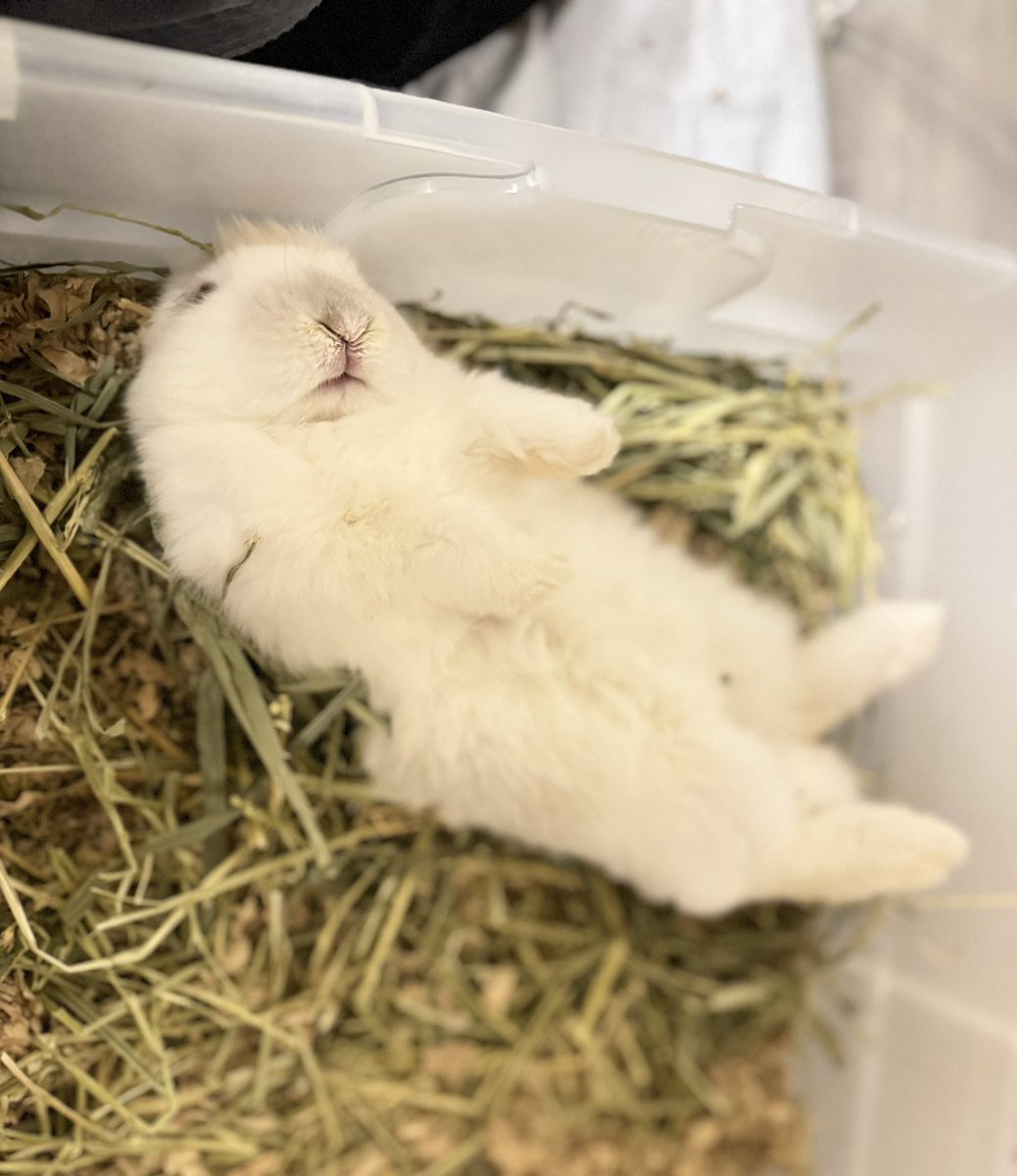 IzuYuta's tweet photo. 寝相の癖がつよい…🐰 https://t.co/2Lr8BzHgfL