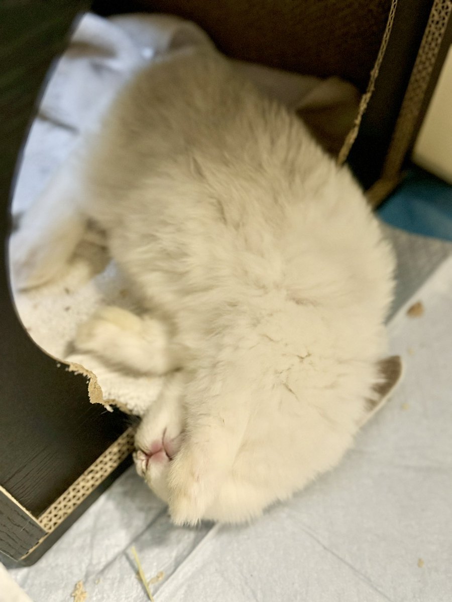 IzuYuta's tweet photo. 寝相の癖がつよい…🐰 https://t.co/2Lr8BzHgfL